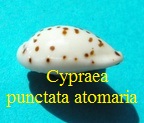 Cypraea punctata atomaria, Gmelin 1791